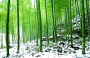 歲寒三友·竹