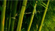 為什么竹子能成為植物中的生長冠軍