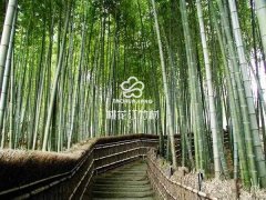 桃江打造竹鄉生態游產業鏈