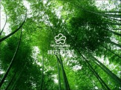 風景如畫—桃花江竹海