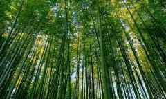 我國竹產業現狀以及問題