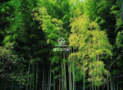 桃江縣竹產業化進程加快