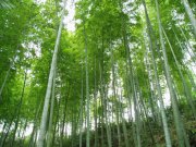我國將大力開發竹資源以緩解木材供需矛盾