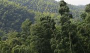 我國發展竹產業的資源優勢和市場前景